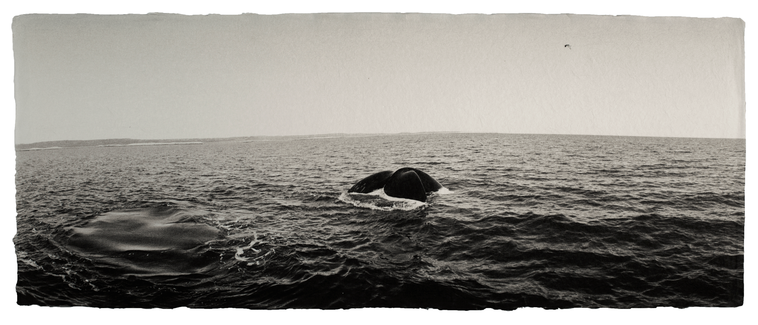 Southern right whale, Patagonia