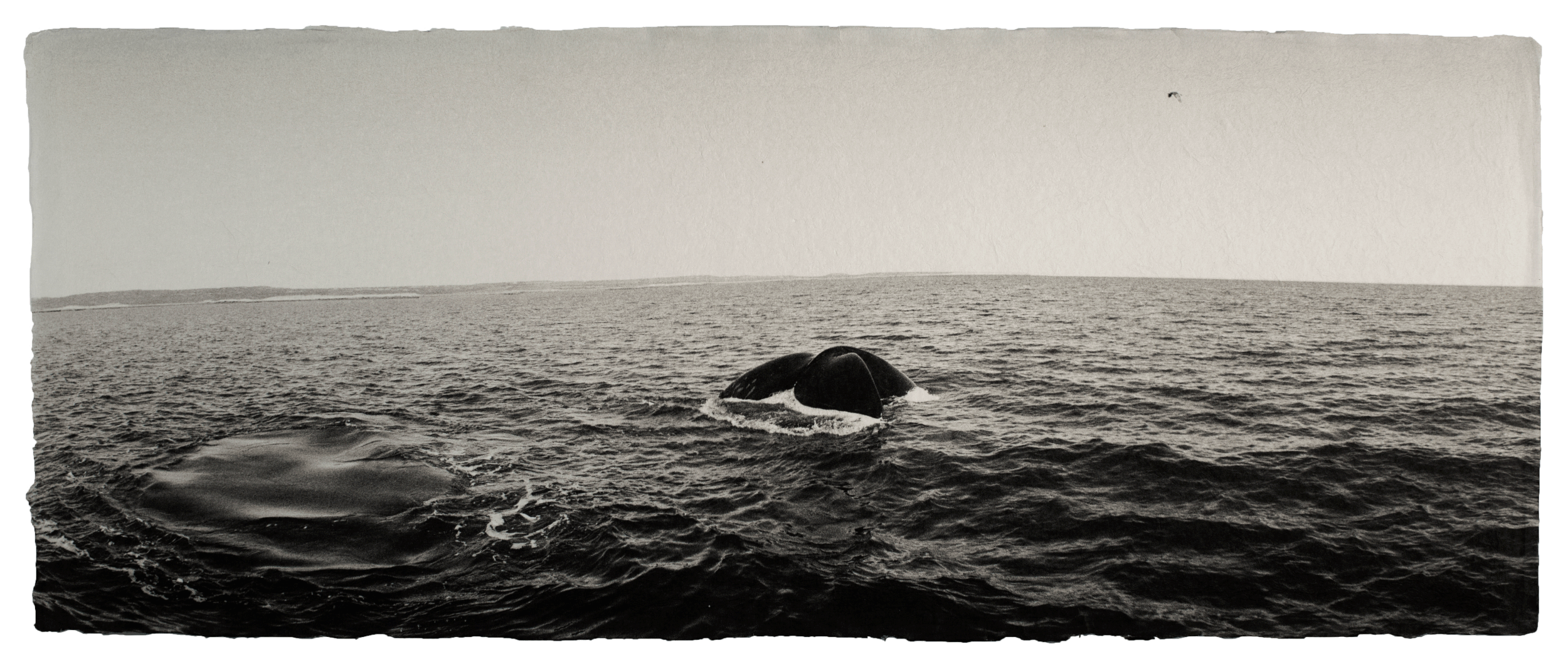  Southern right whale, Patagonia 