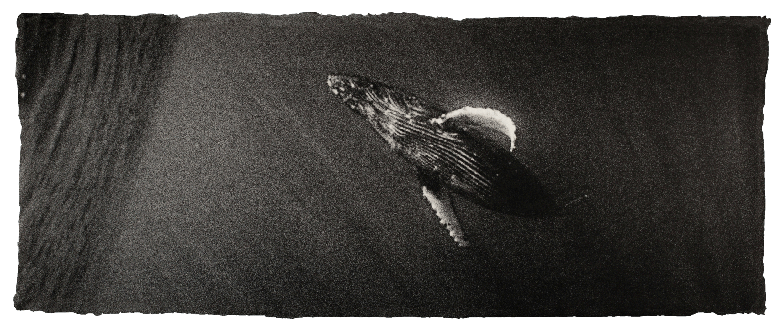 Humpback whale, Hawaii