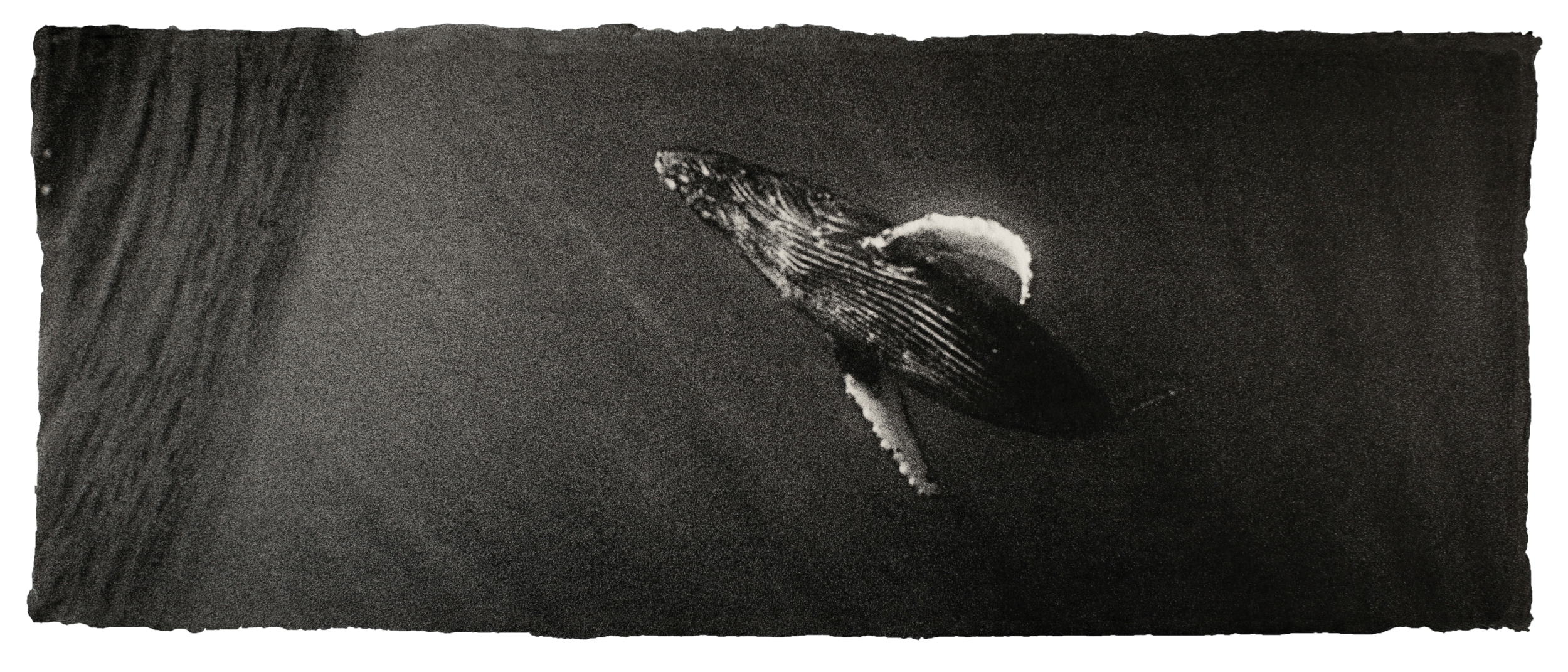  Humpback whale, Hawaii 