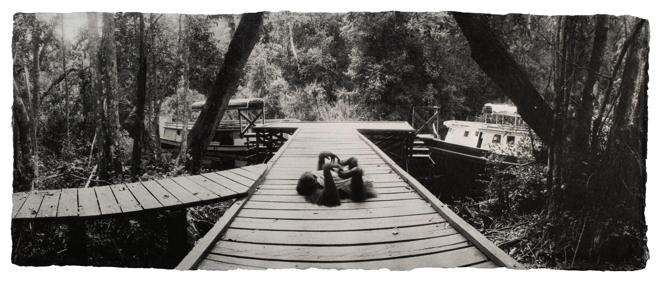  Orangutan, Borneo 