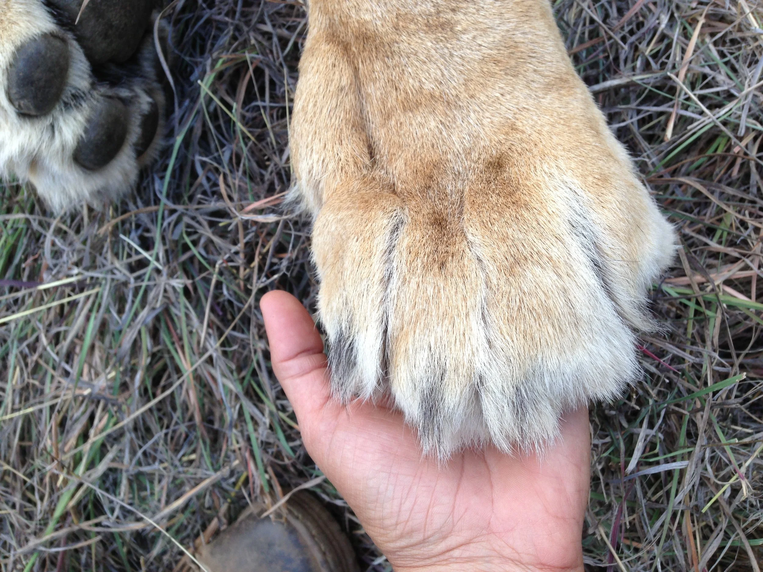lion paw.jpg