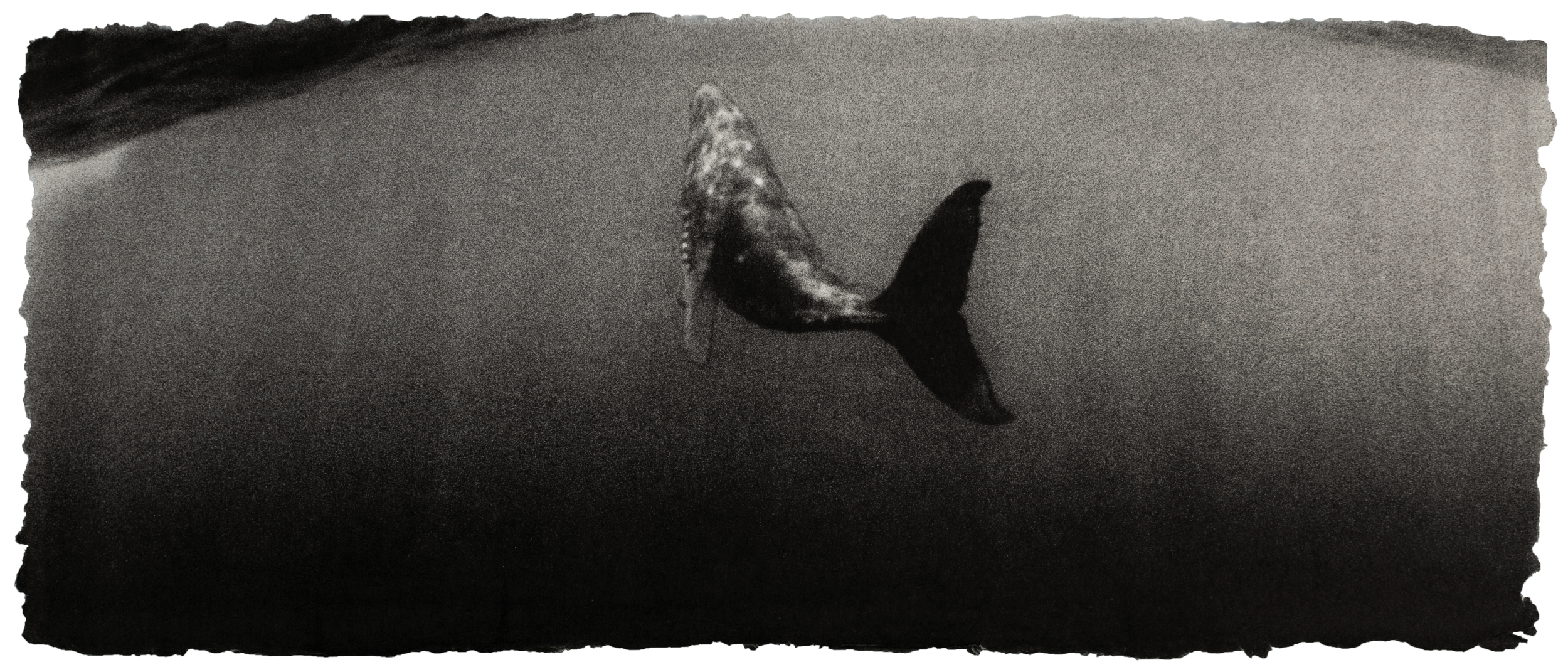 whale-tail-away.gif