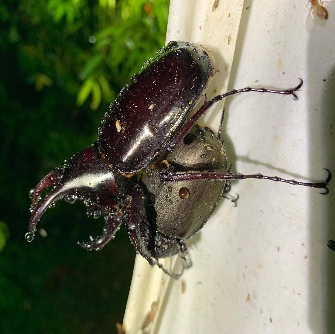 I seem to have started a dating service ❤️🧡💕 #rhinocerosbeetle #chalcosoma #insectsofborneo #buglove #whathappensattheaheetstaysatthesheet #maliaubasin