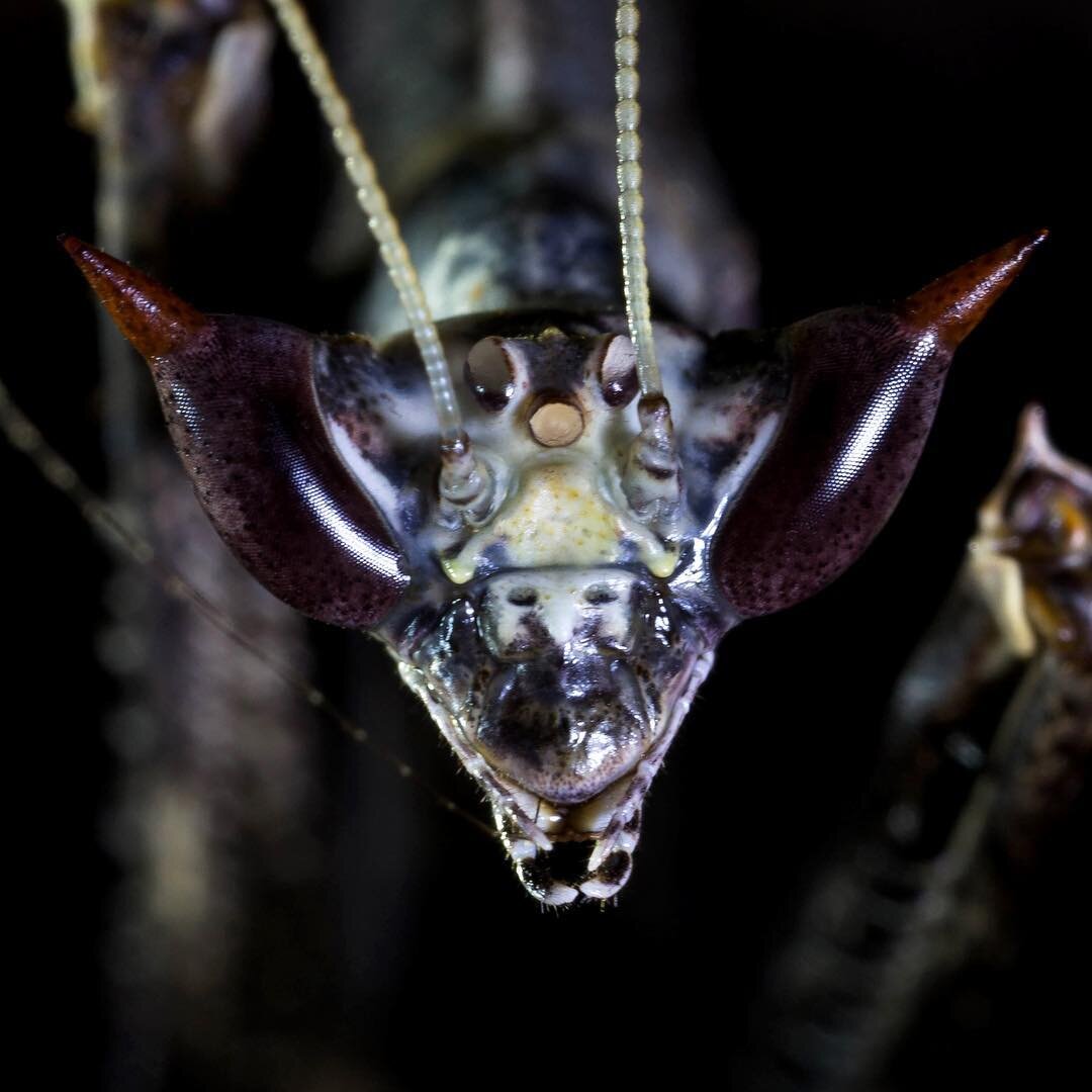 #stenotoxodera #toxodera #prayingmantis #maliaubasin #insectsofborneo #alienfaces #insectintelligence #reverencemuseum