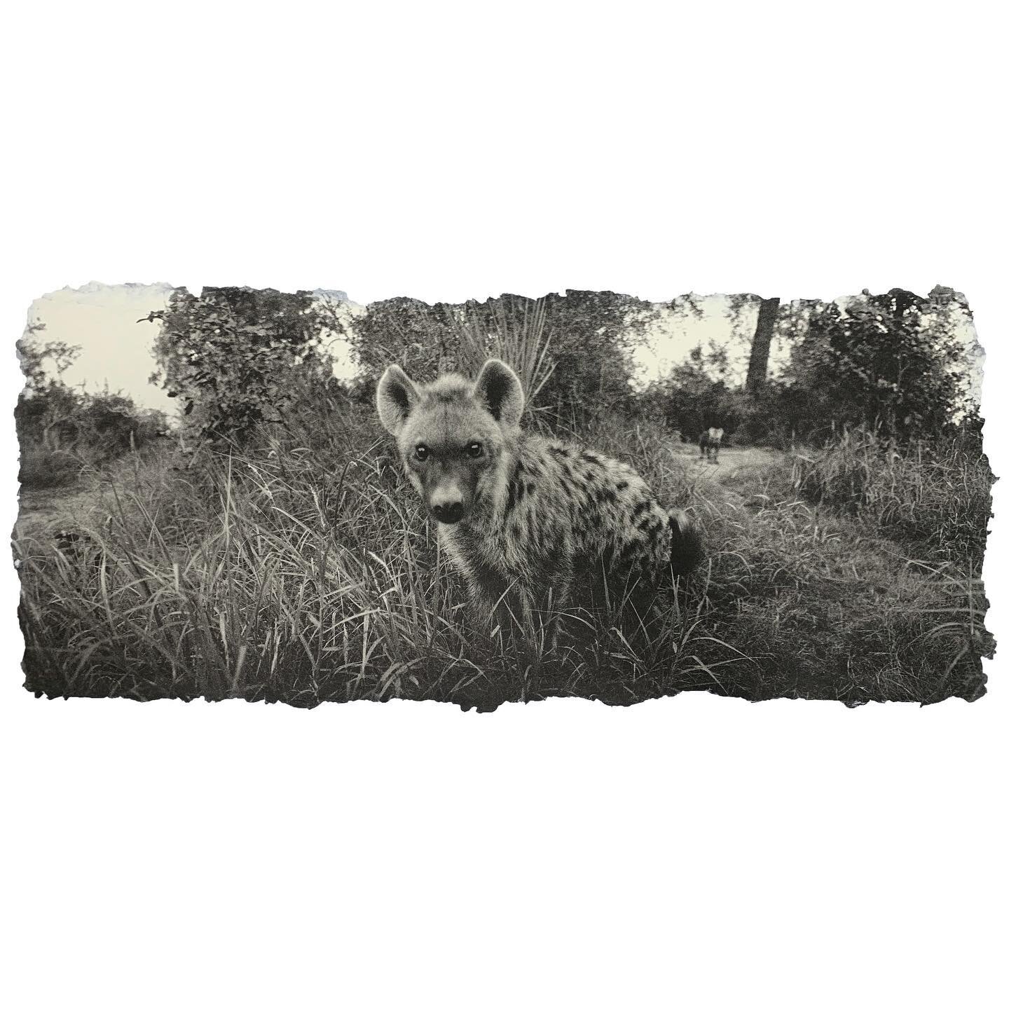 Archival pigment print on custom handmade Japanese kozo #spottedhyena #hyena #crocuta #reverencefoundation #bwphotography #widelux #blackandwhitephotography #kozo #kozopaper