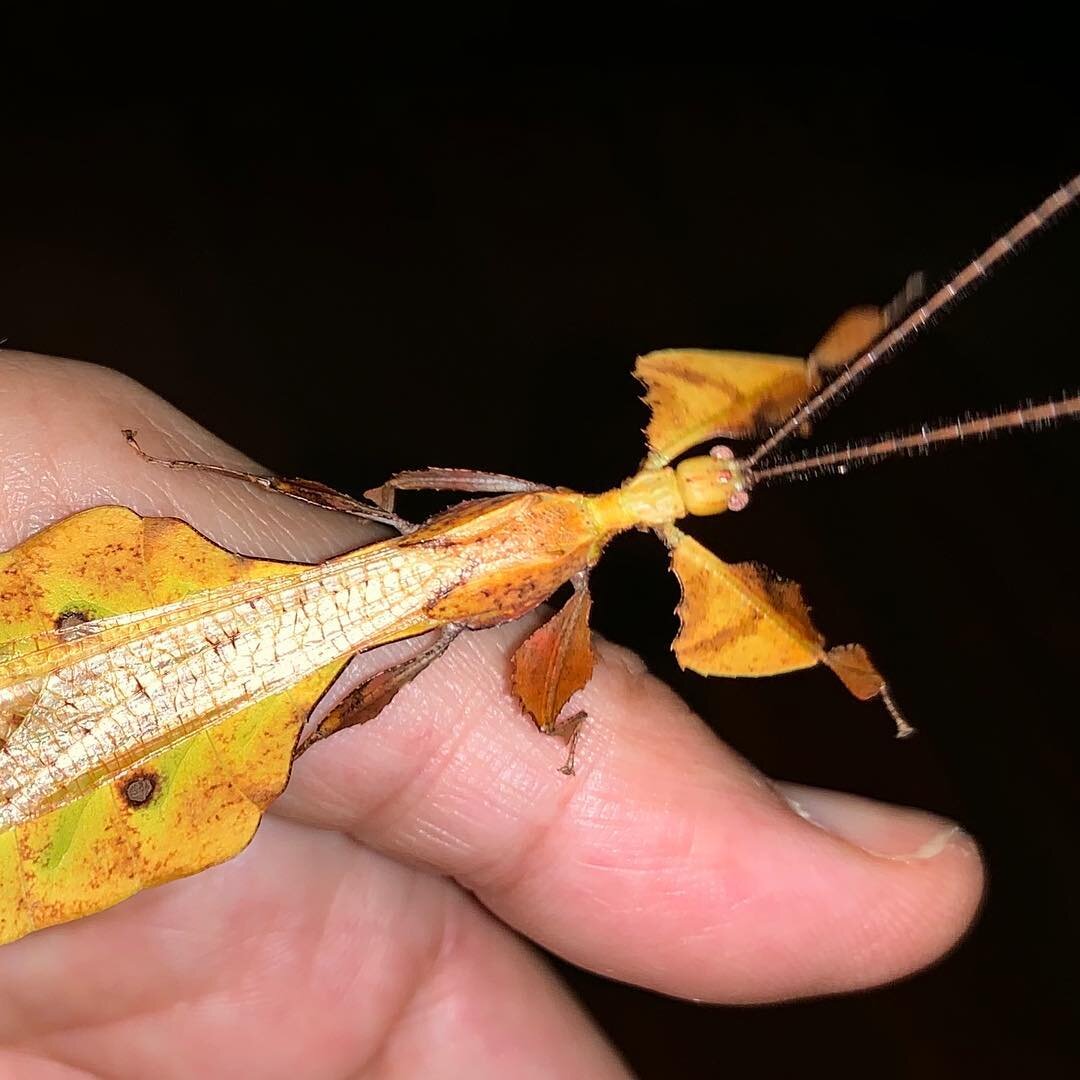 14 years of photographing insects in wild places and they never fail to amaze me. A gorgeous male leaf insect. #phyllium #phasmid #insectsofborneo #maliaubasin #junglelove