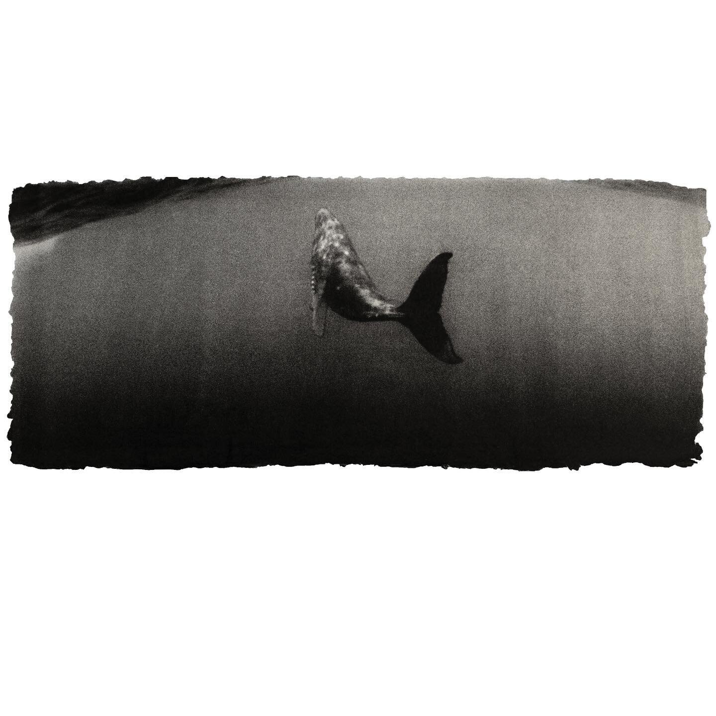 I photographed this beautiful humpback whale on #35mm black and white film with a #widelux camera and custom made underwater housing. The creatures of the sea take my breath away! Sharks next! Archival pigment print on custom handmade Japanese kozo. 