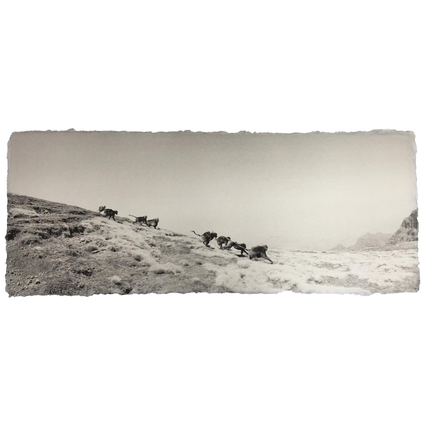 Archival pigment print on custom handmade Japanese kozo #gelada #geladas #theropithecus #ethiopia #oldworldmonkey #semienmountains #widelux #wideluxf8 #35mm #bwphotography #bwphoto  #bwphotomag #reverencefoundation