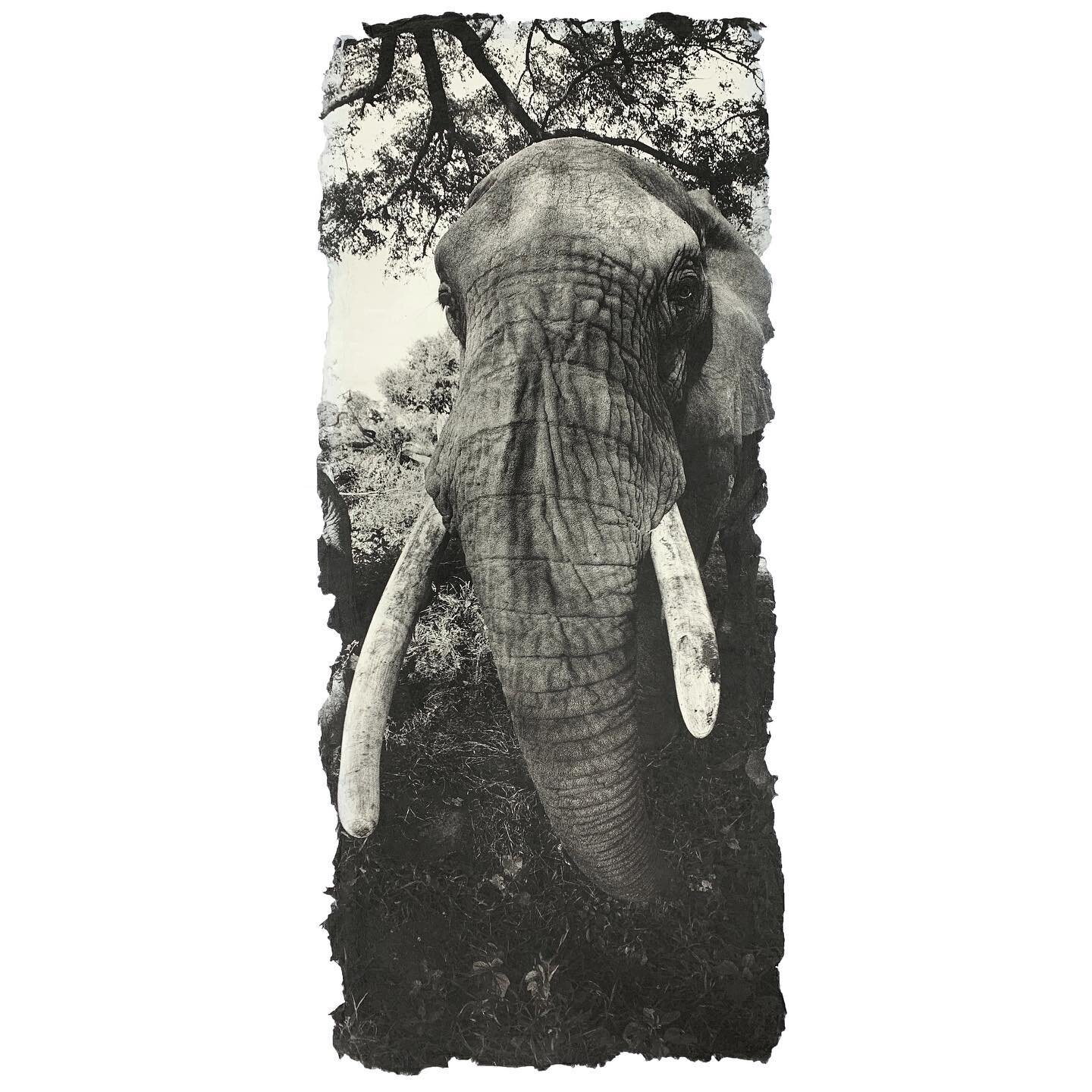 I greatly appreciate the wisdom of our elders. Archival pigment print on handmade Japanese kozo. #35mm #bwphotography #bwphoto #bwfilmphotography #kozo #kozopaper #reverencefoundation #africa #botswanasafari #botswana🇧🇼 #okavango #elephant #elephan