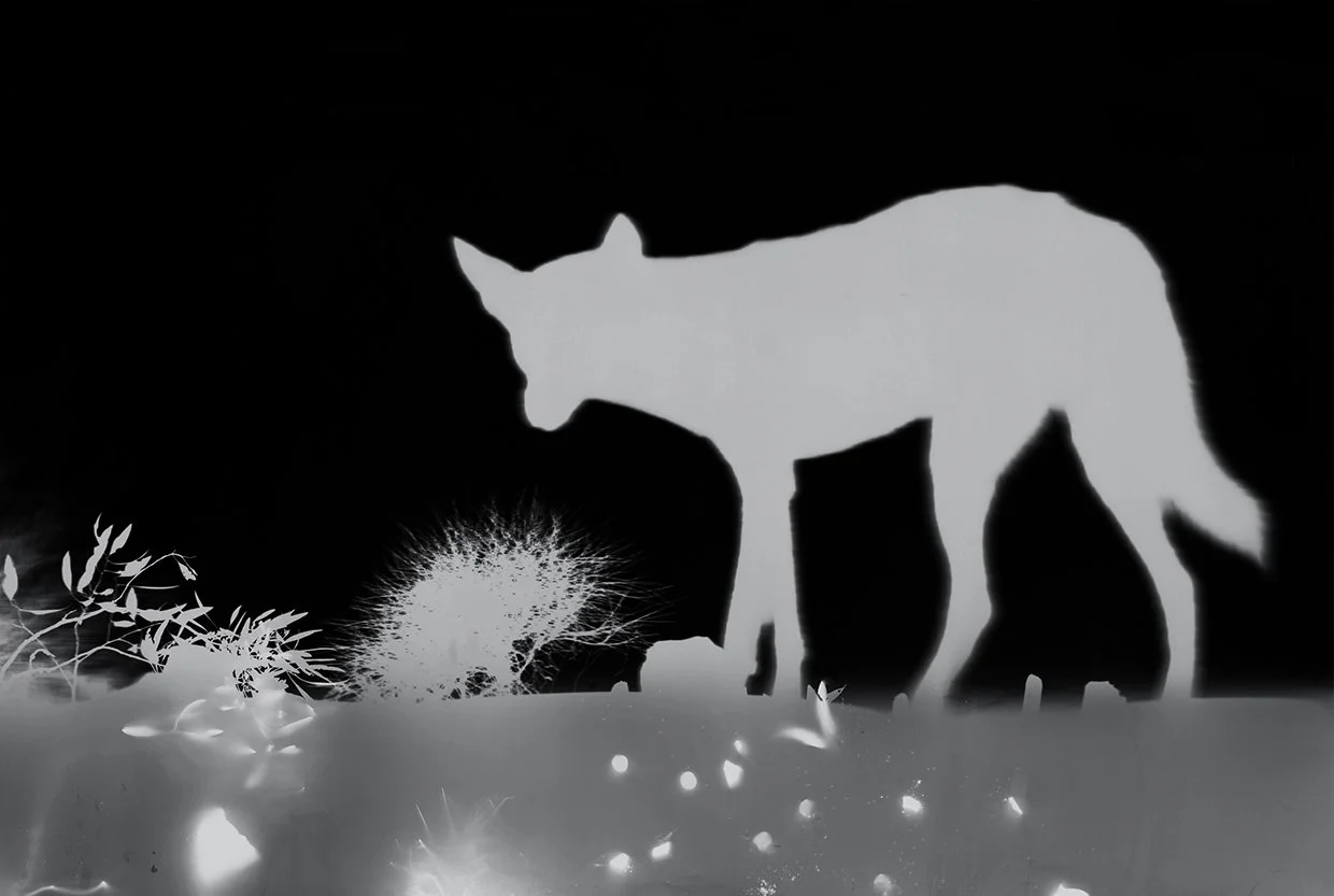 dingo.jpg