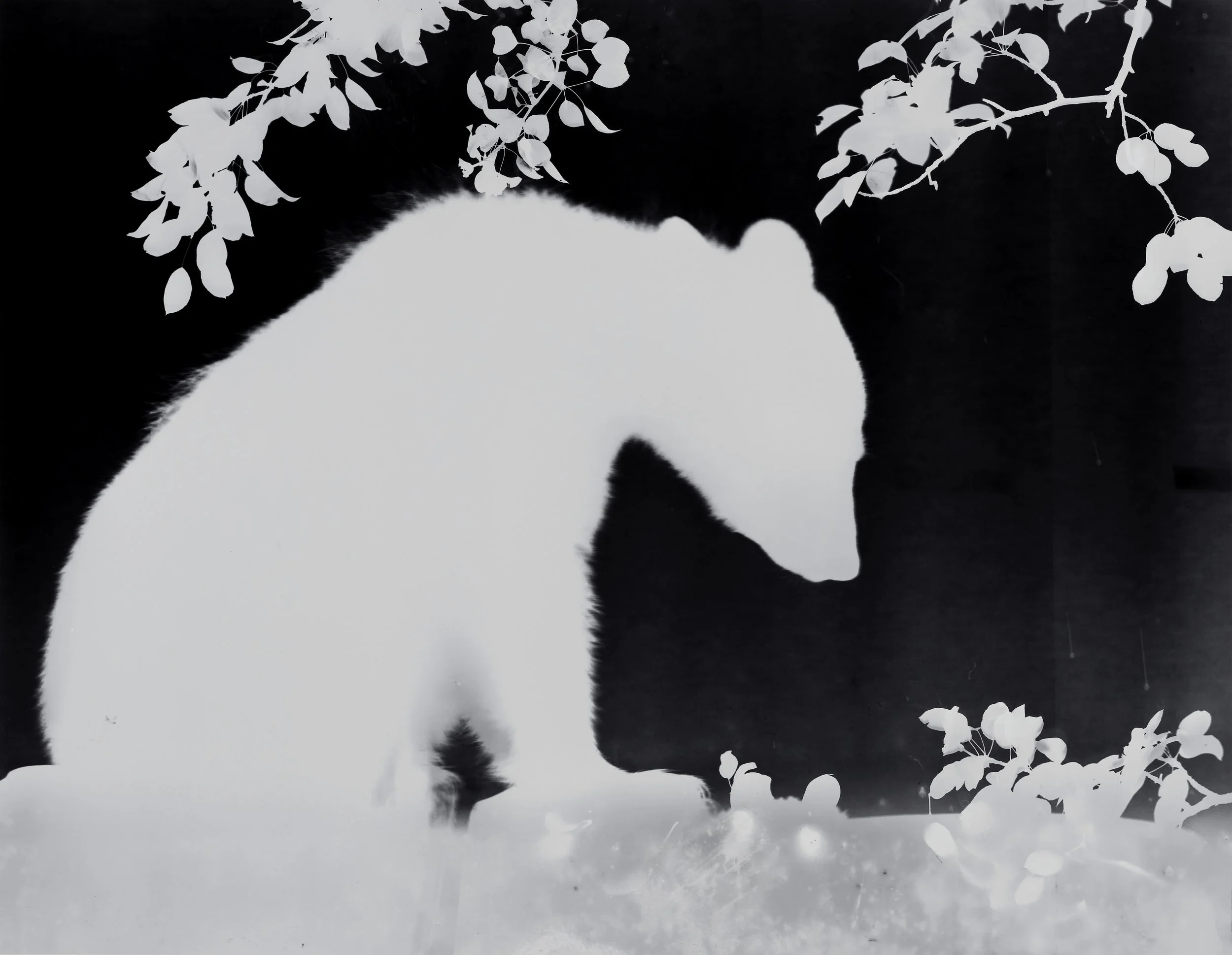 Bearogram #10