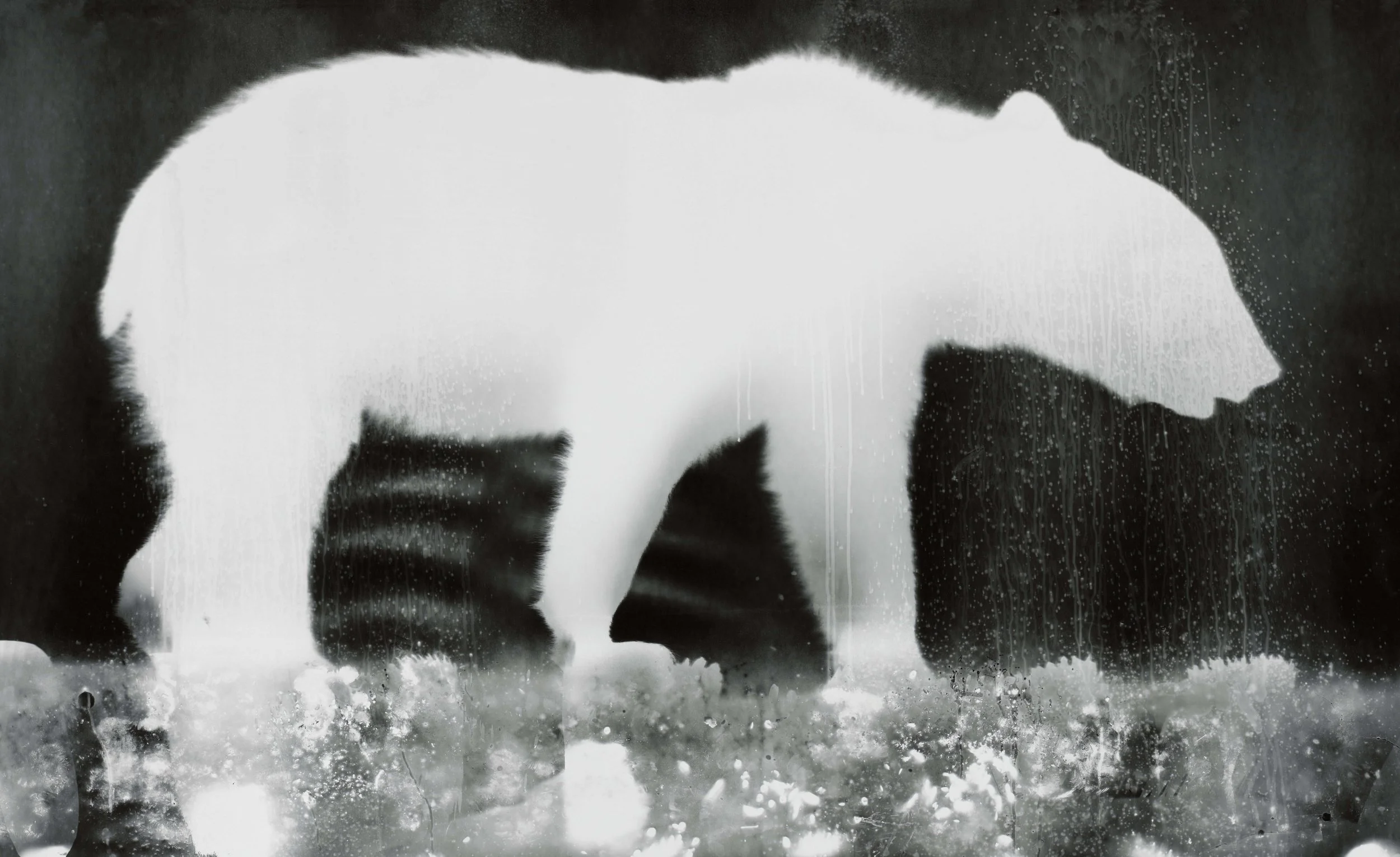 Bearogram #2