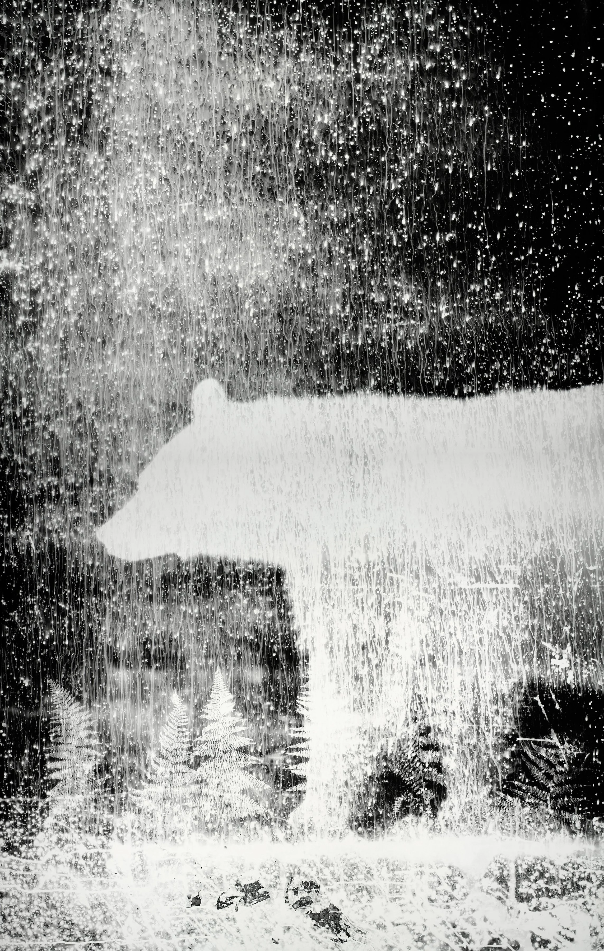Bearogram #4