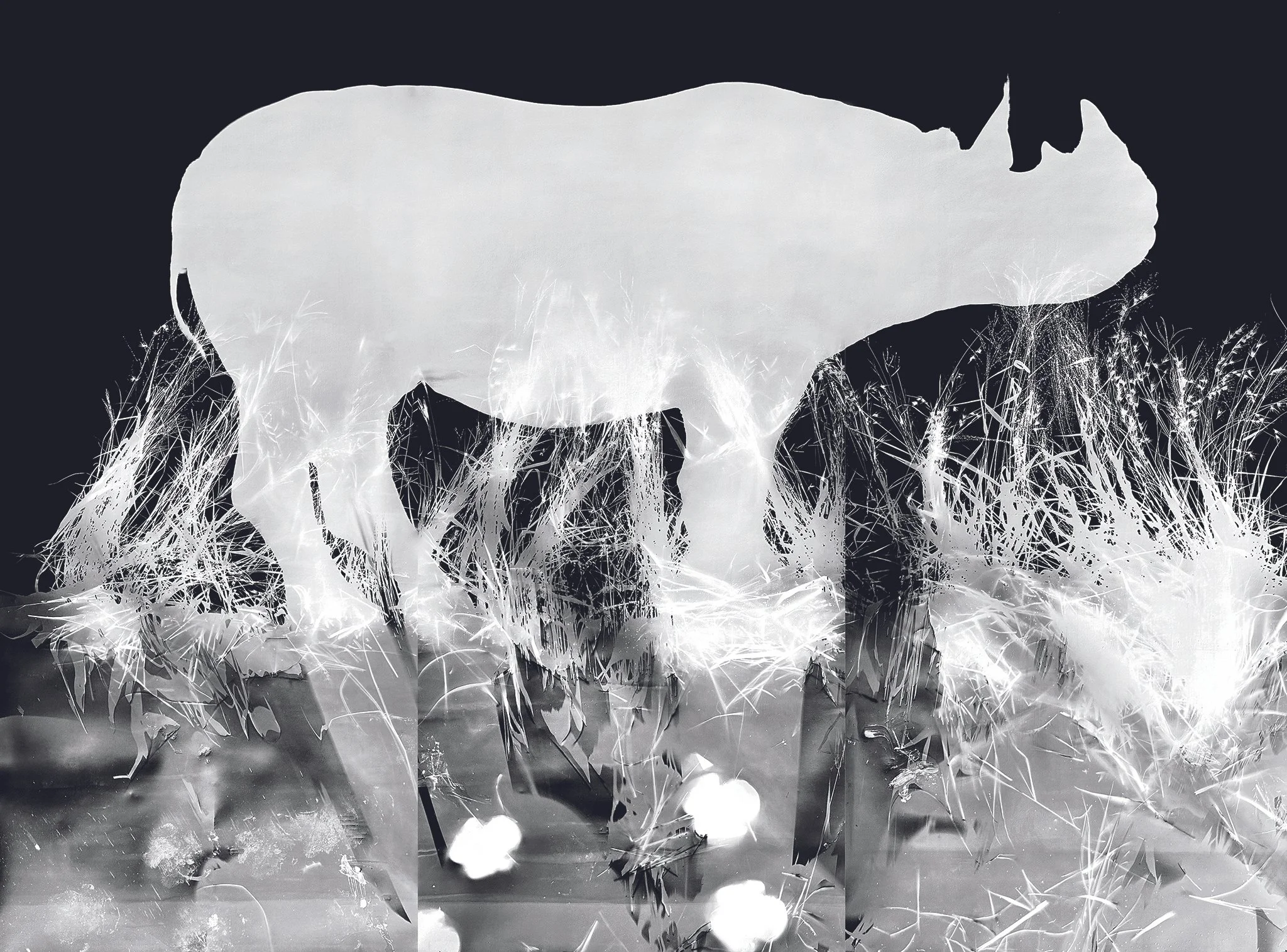 4. Black rhino triptych.jpg