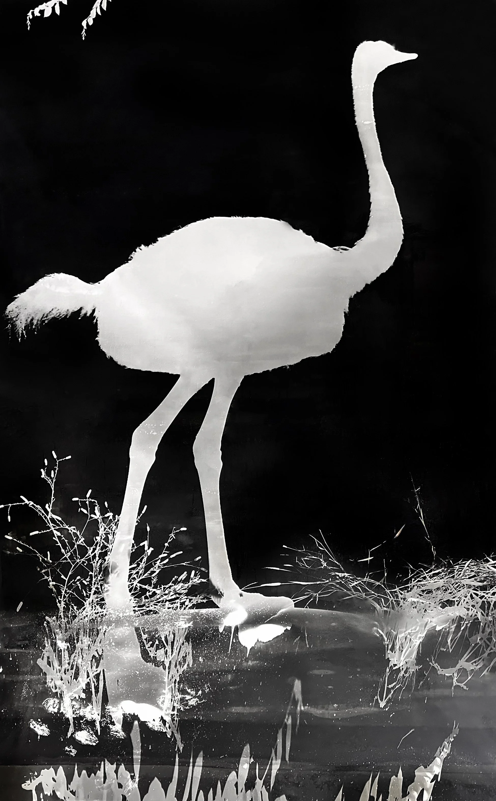 9. Ostrich.jpeg