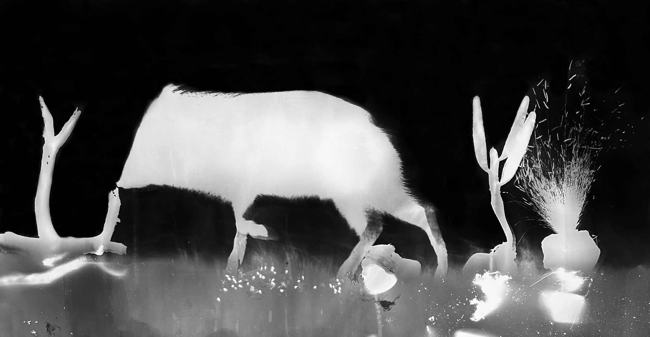 13. Javelina.jpeg
