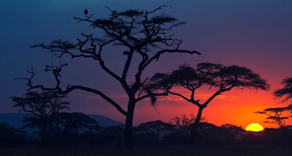 trees with gradient 01.png