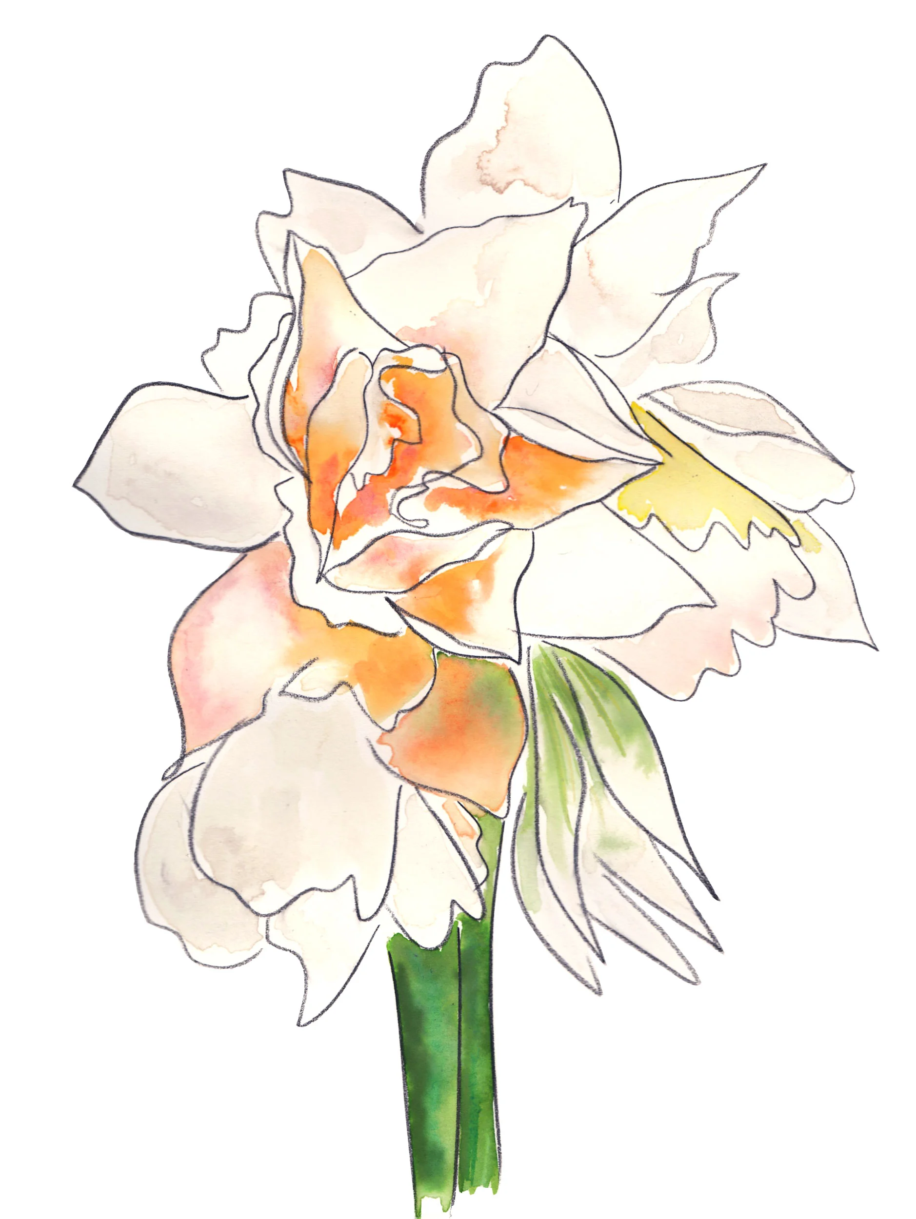 charcoalflower_op.jpg