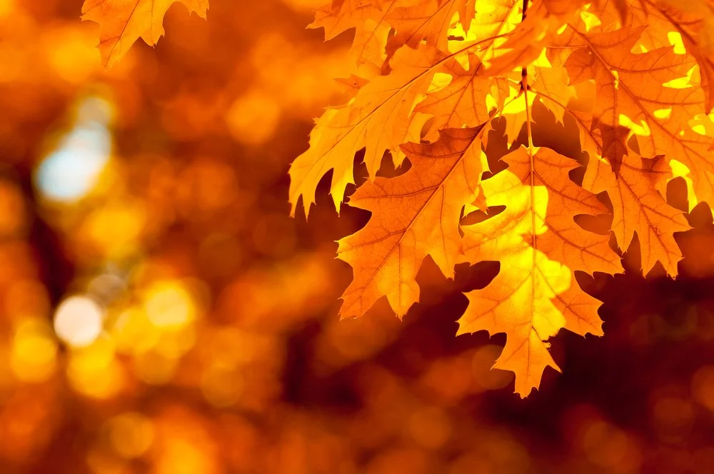 FallLeaves.jpg