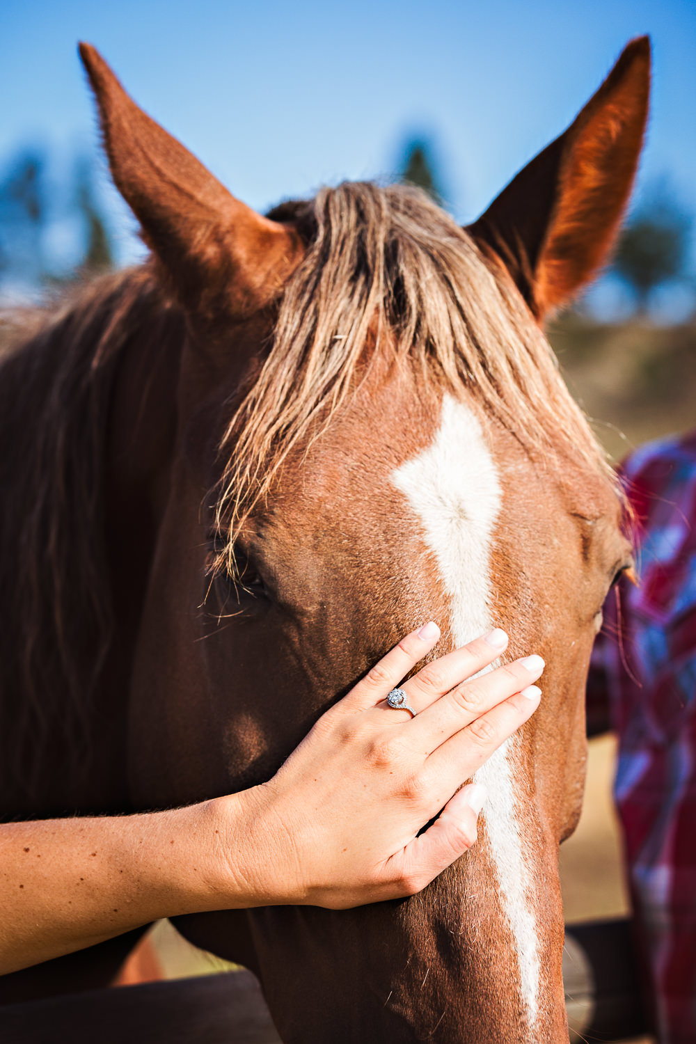 billings-montana-engagement-session-engagement-ring-and-horse.jpg