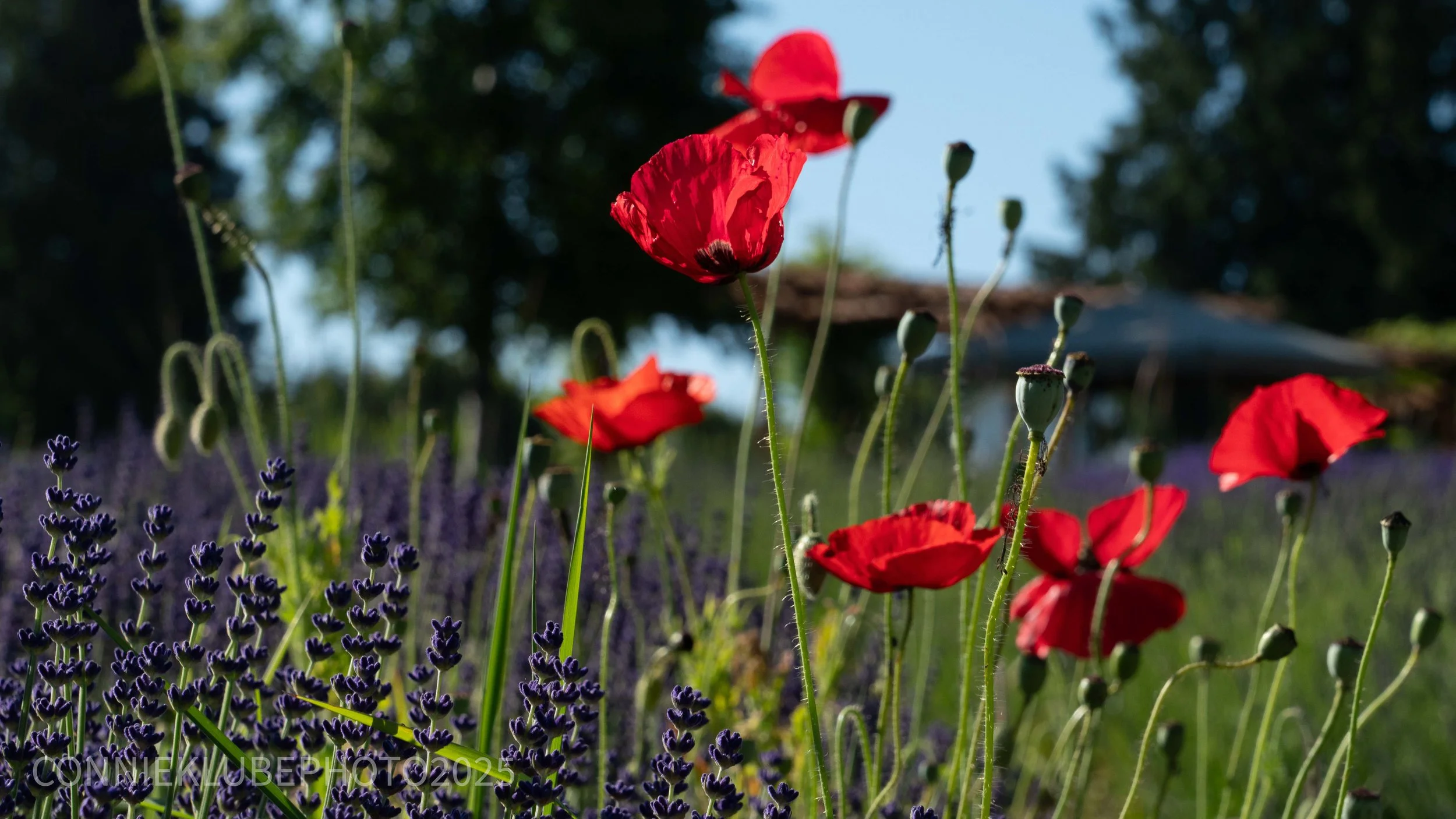 WS_SM_R (25 of 57).jpg