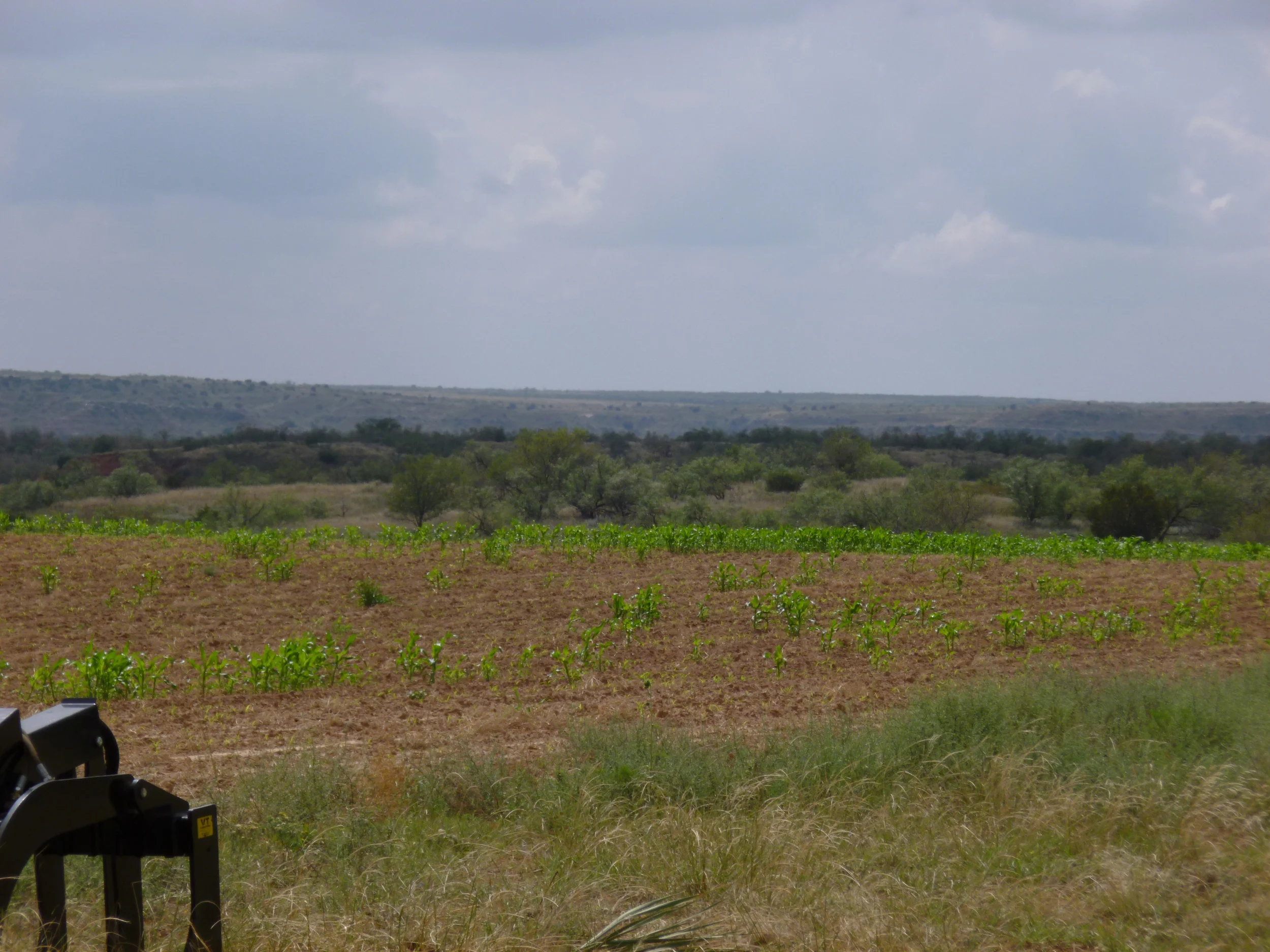 dove field Sandy Sanders.JPG