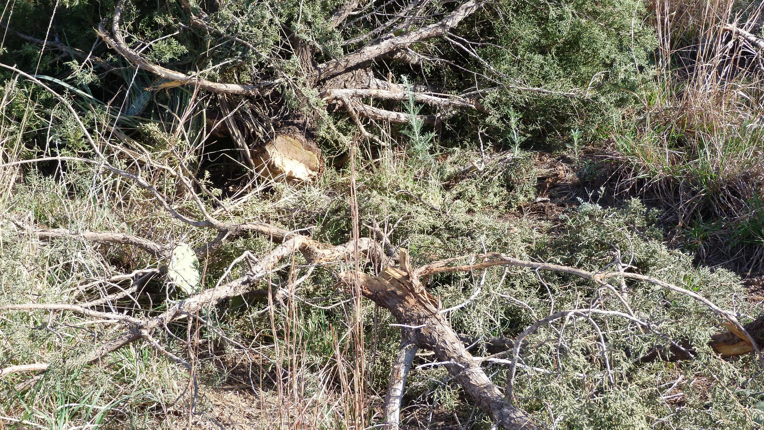 P1020242.JPG