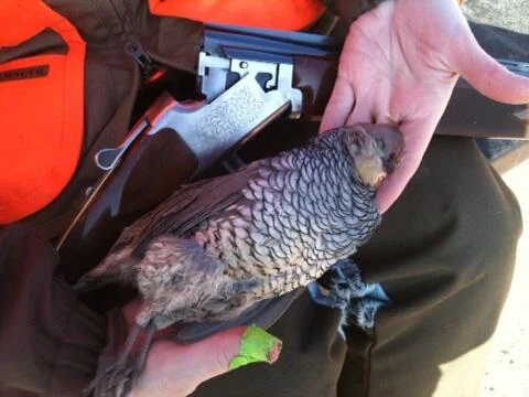 blue quail.jpg