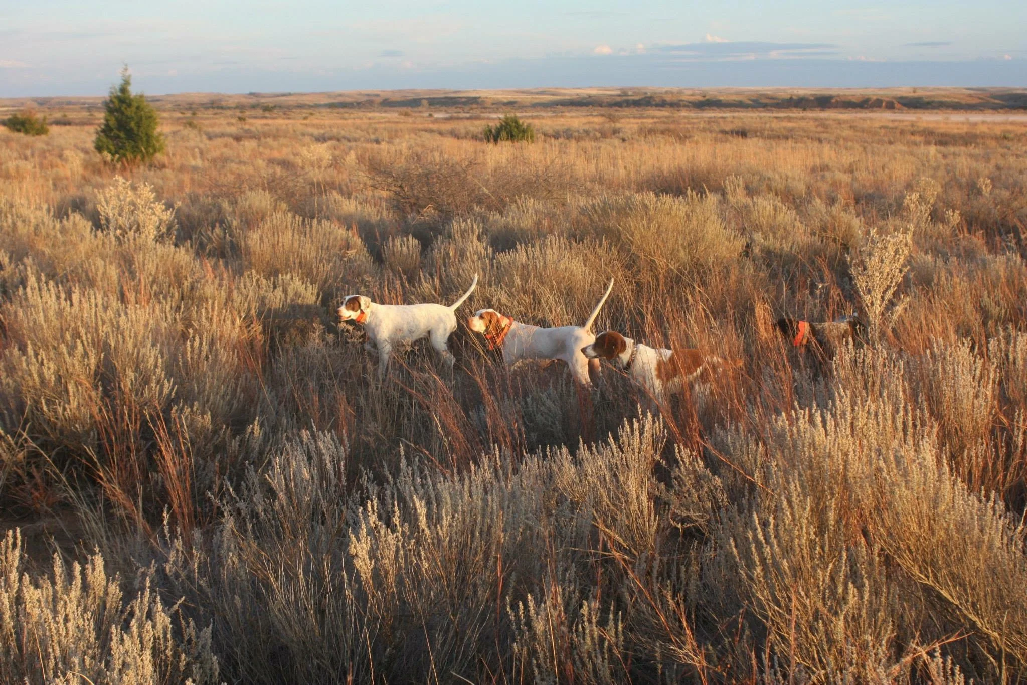 All dogs on point with Abby.JPG