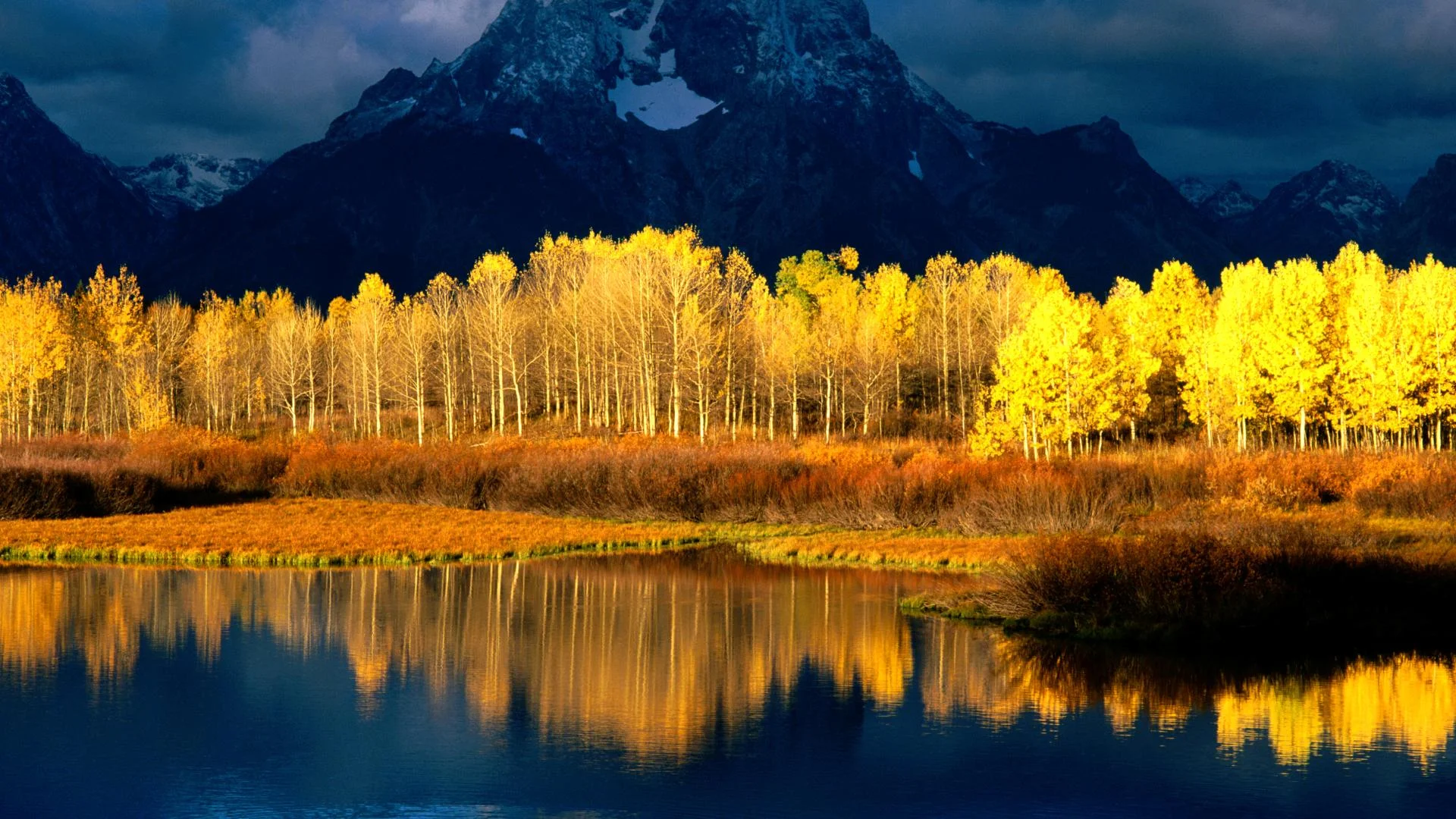 pando-trees.jpg