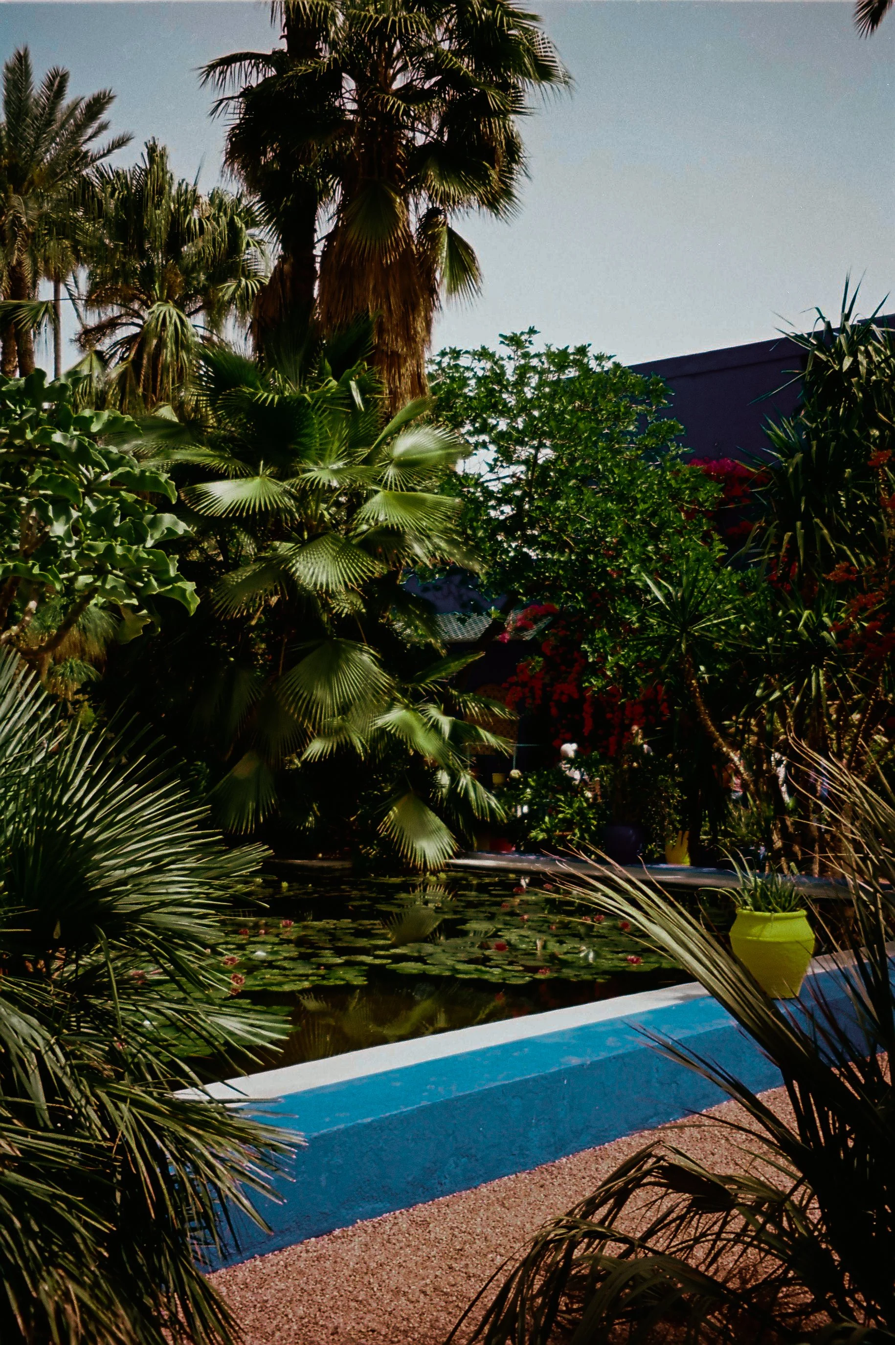 Tropical garden with large palm and other lush green plants surrounding a pond with lily pads, a yellow planter, and a blue-bordered concrete edge.
