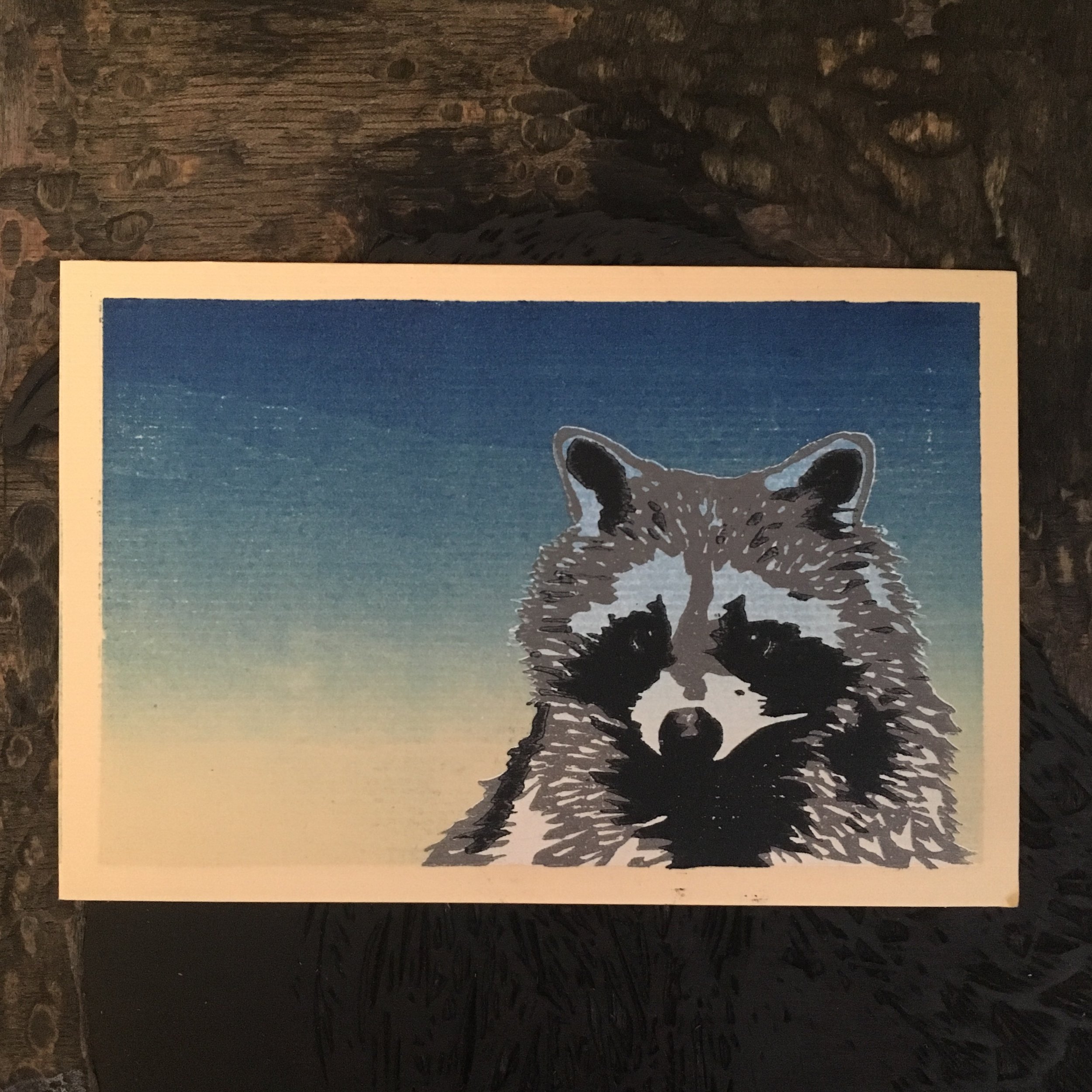 RACOON 2.JPG