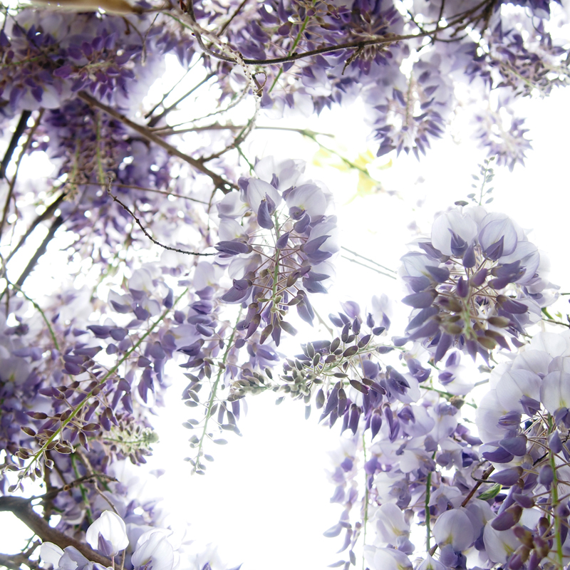 untitled (wisteria)