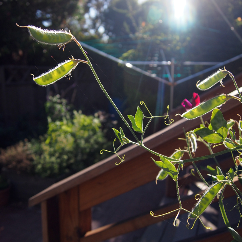 untitled (sweetpeas)