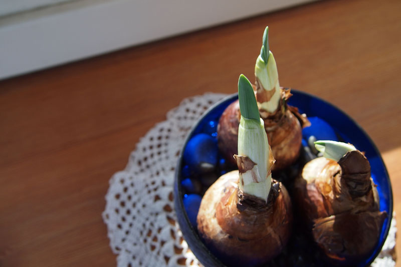 untitled (narcissus)