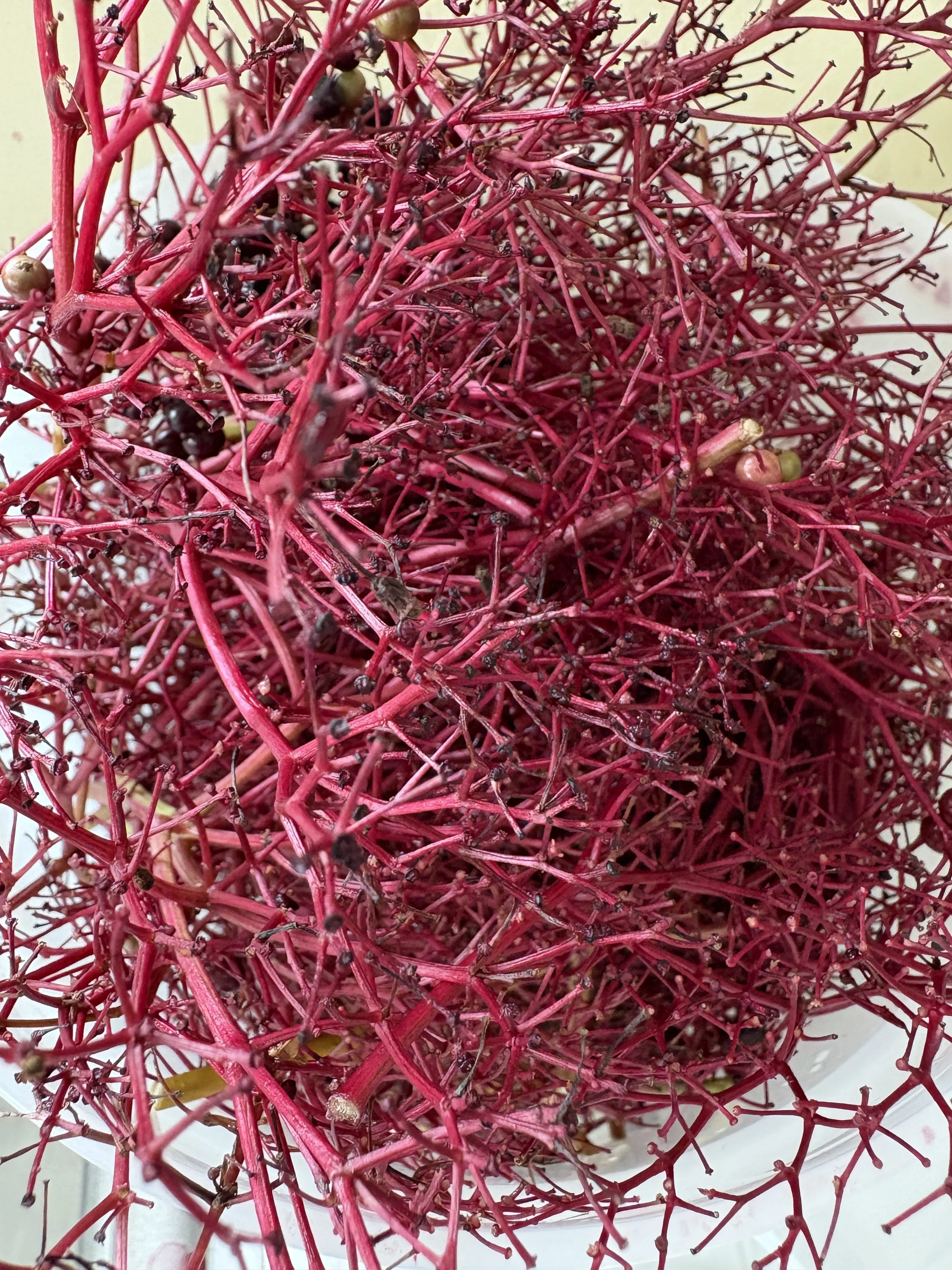  Even the naked stems in the compost are gorgeous! 