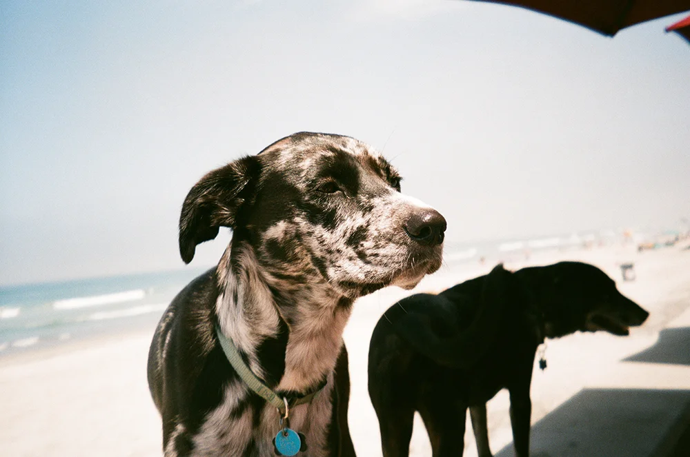My two sweet pup in Del Mar, Ca.