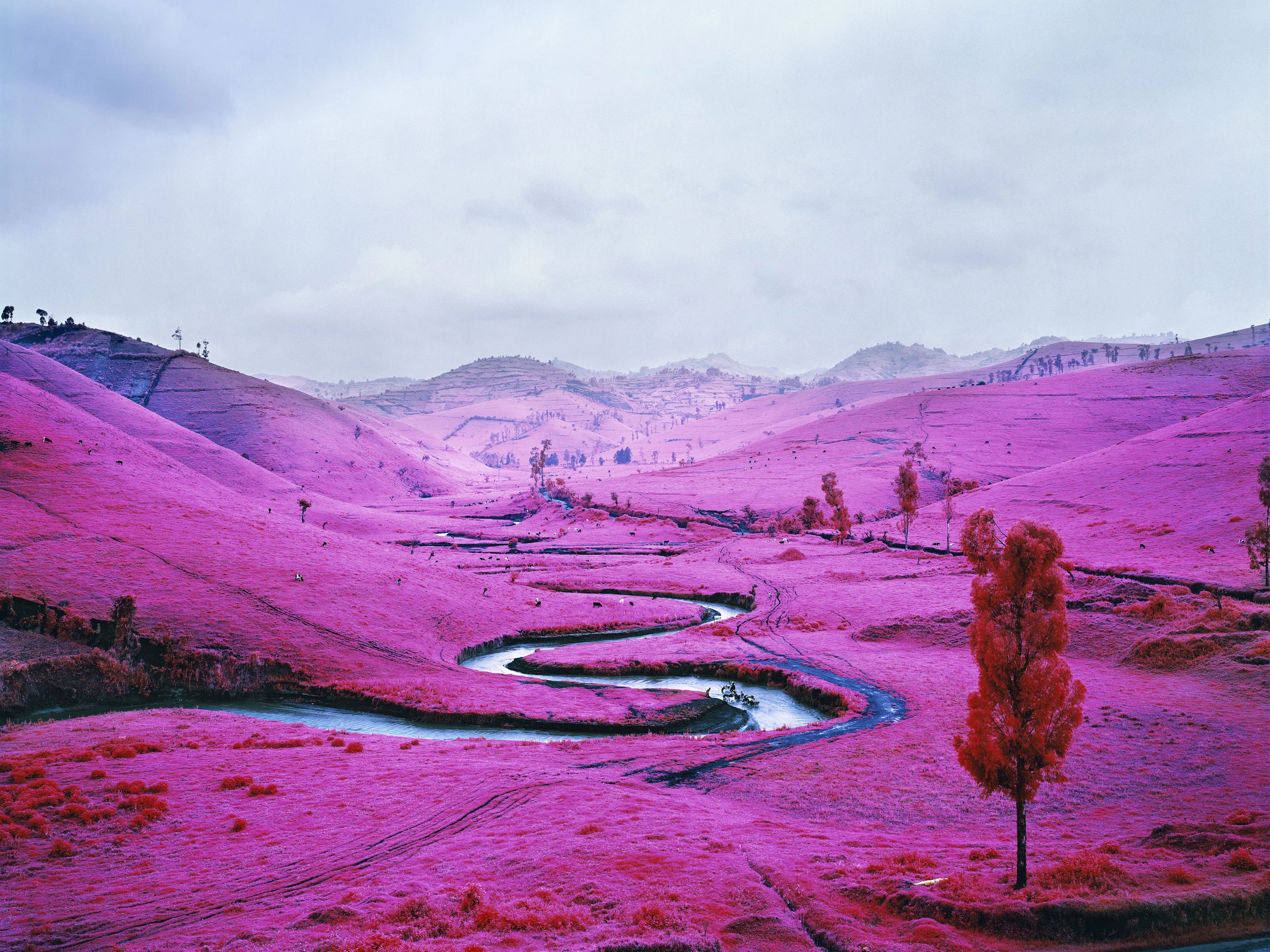   Richard Mosse  
