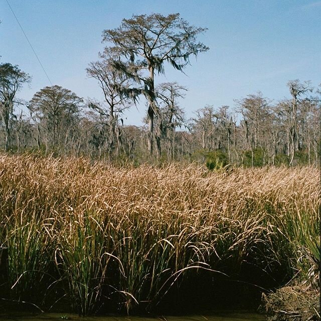 Swamp vibes 🐊🐊🐊