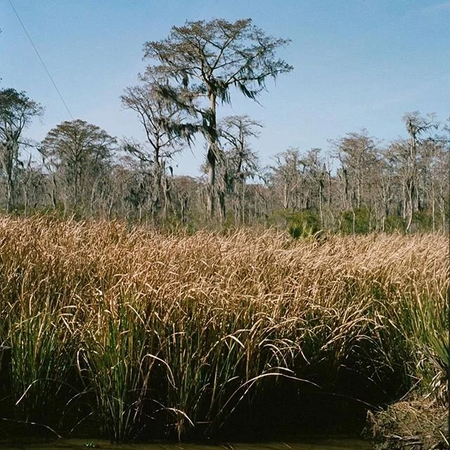 Swamp vibes 🐊🐊🐊