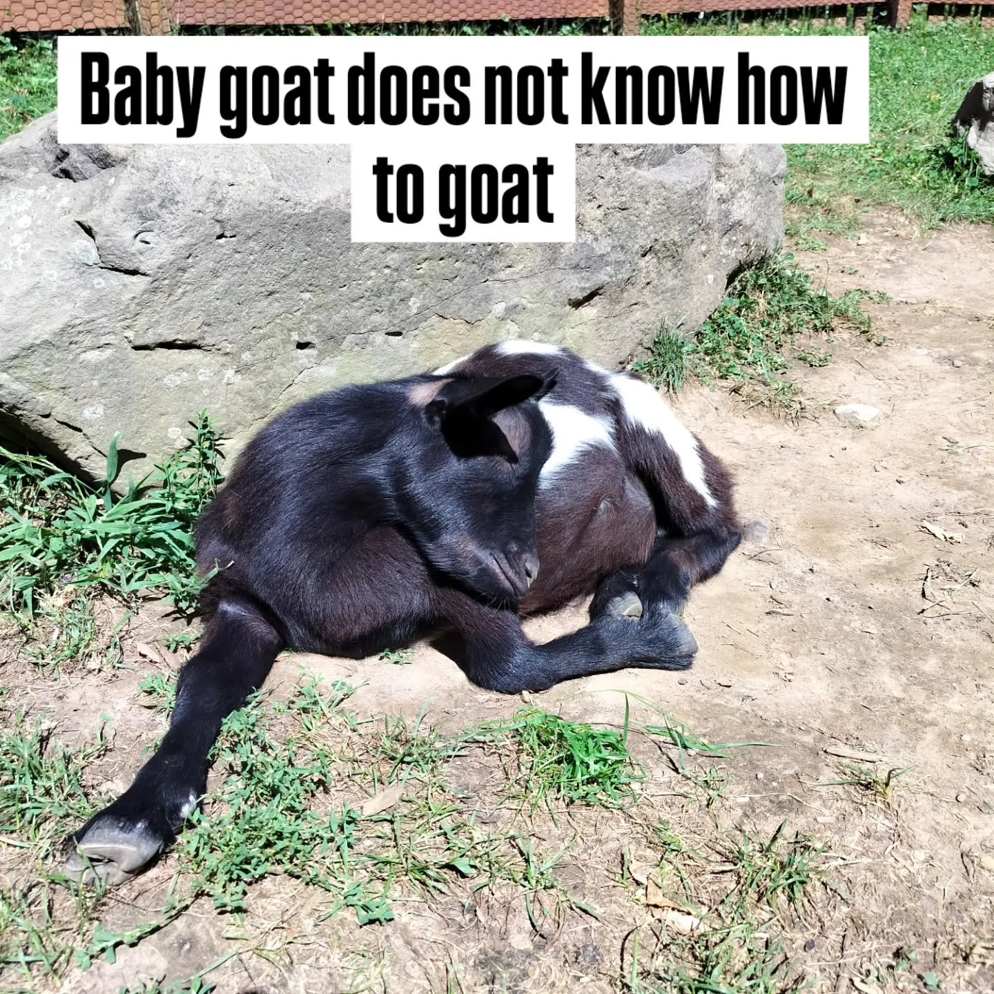 Not dead. Just goating--poorly.

#goat #goats #animal #cute #doof #doofus #pettingzoo