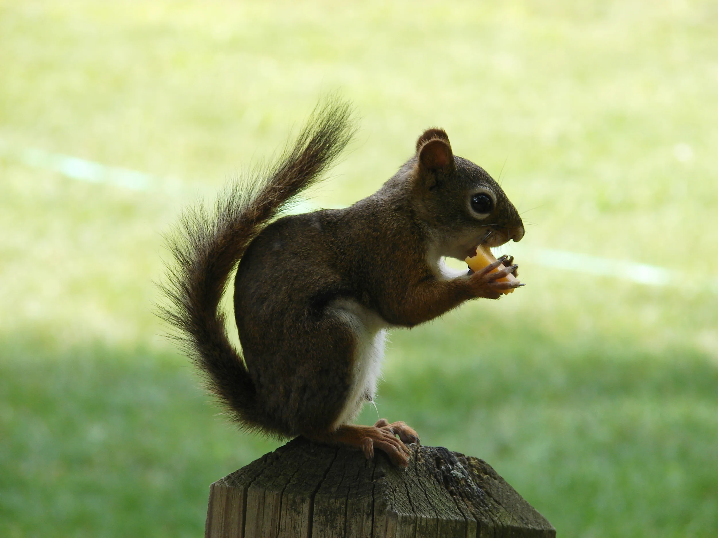 Squirrel-1.jpg