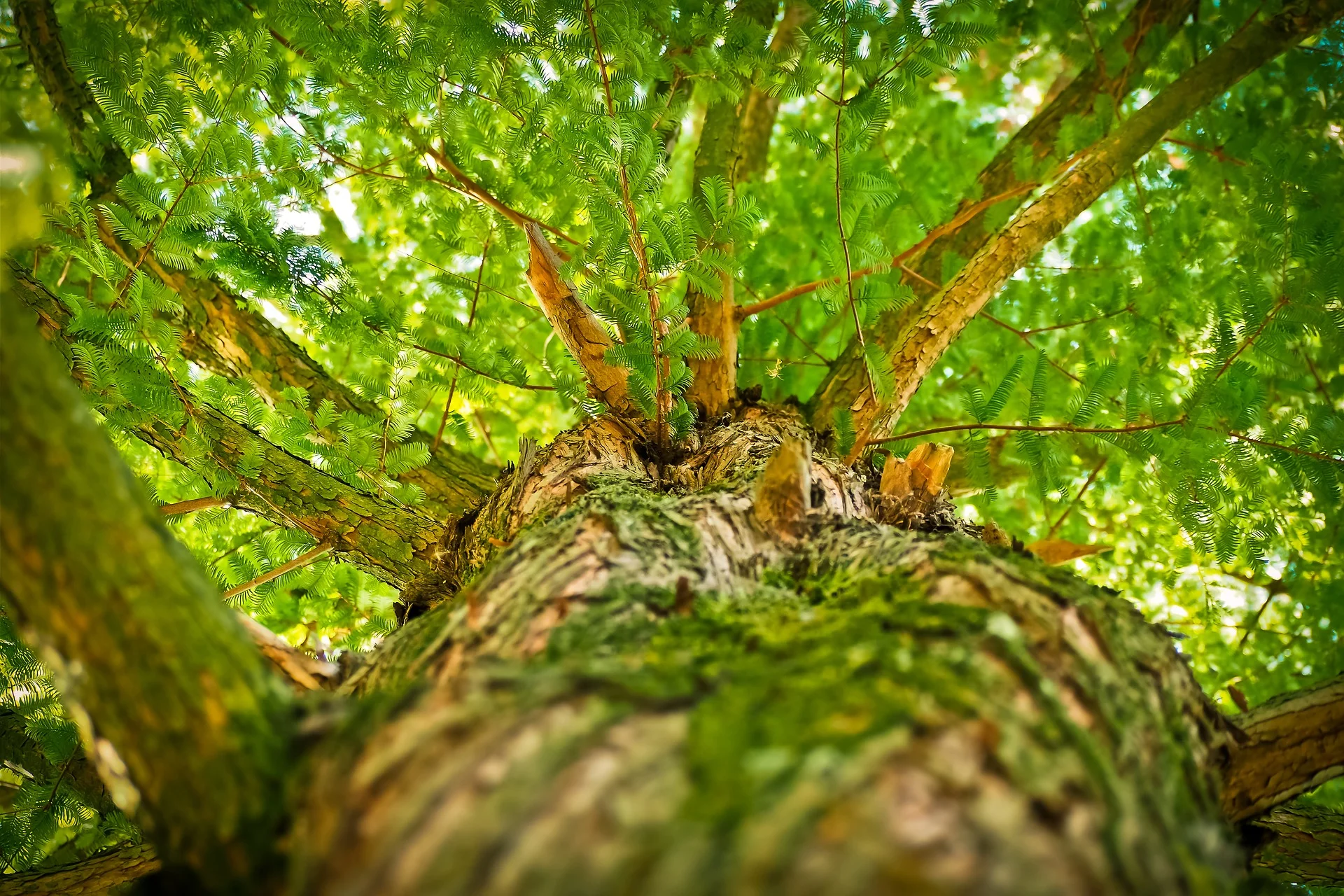tree-1750784_1920.jpg