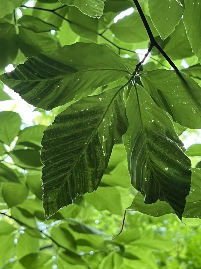 beech leaf disease_1.jpeg