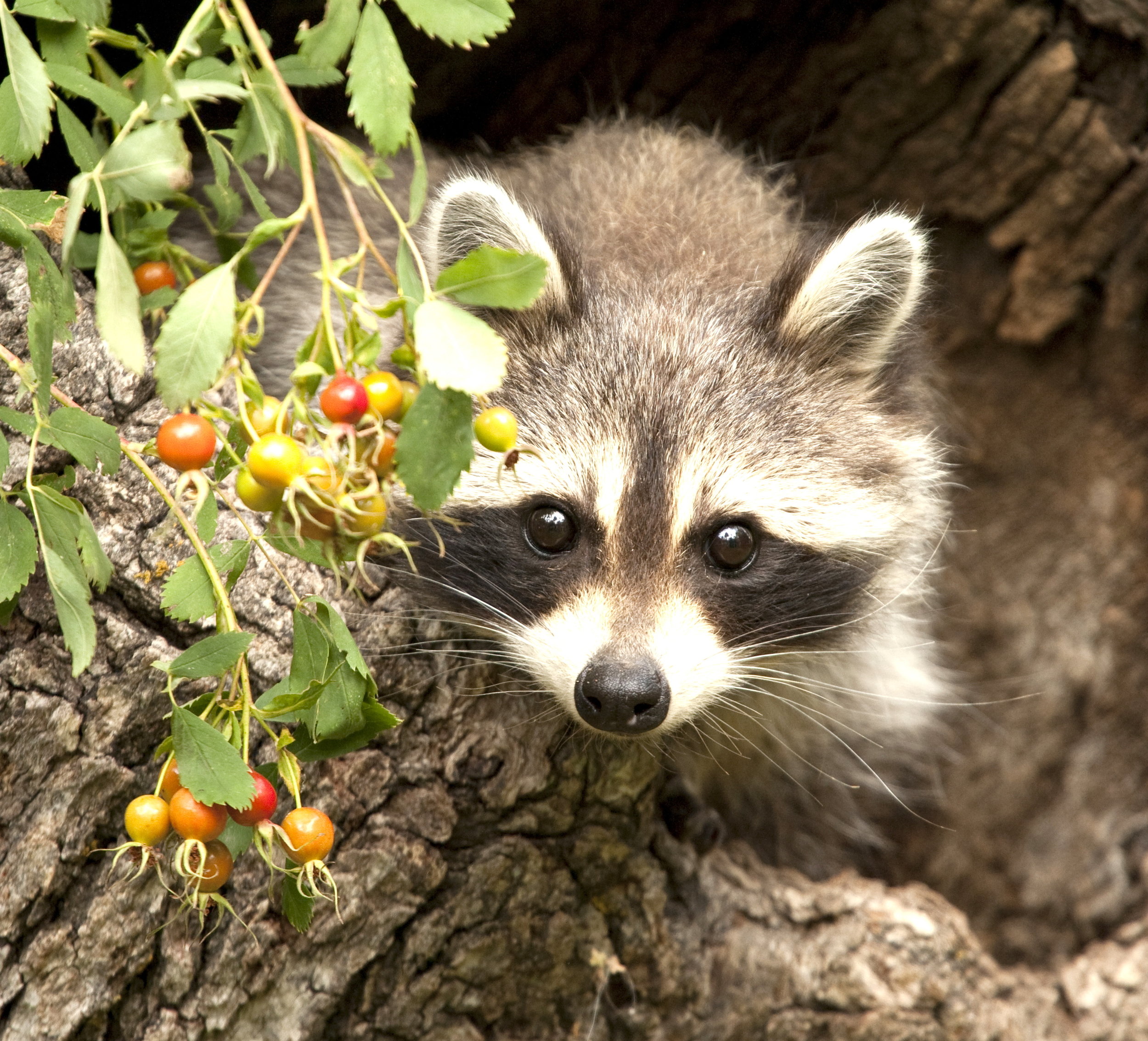 baby raccoon.jpg