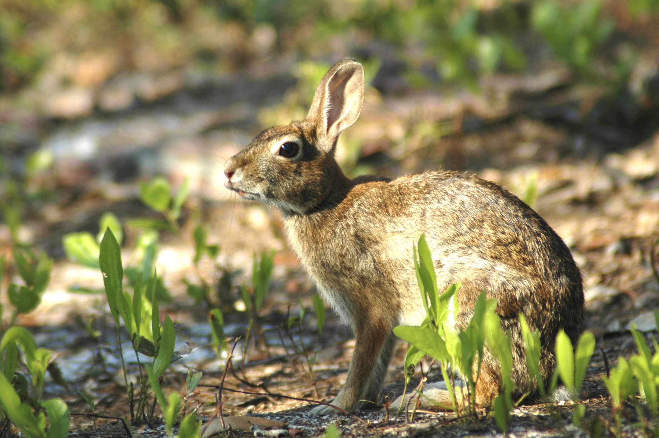 eastern cottontail.jpg