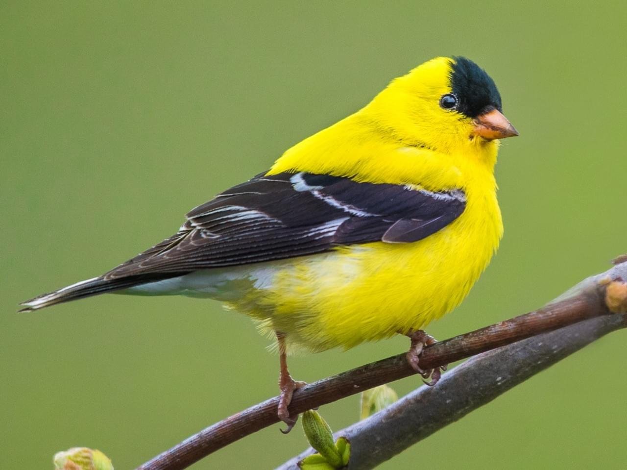 goldfinch_breeding male.jpg
