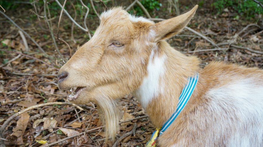 Goats - WEB-15.jpg