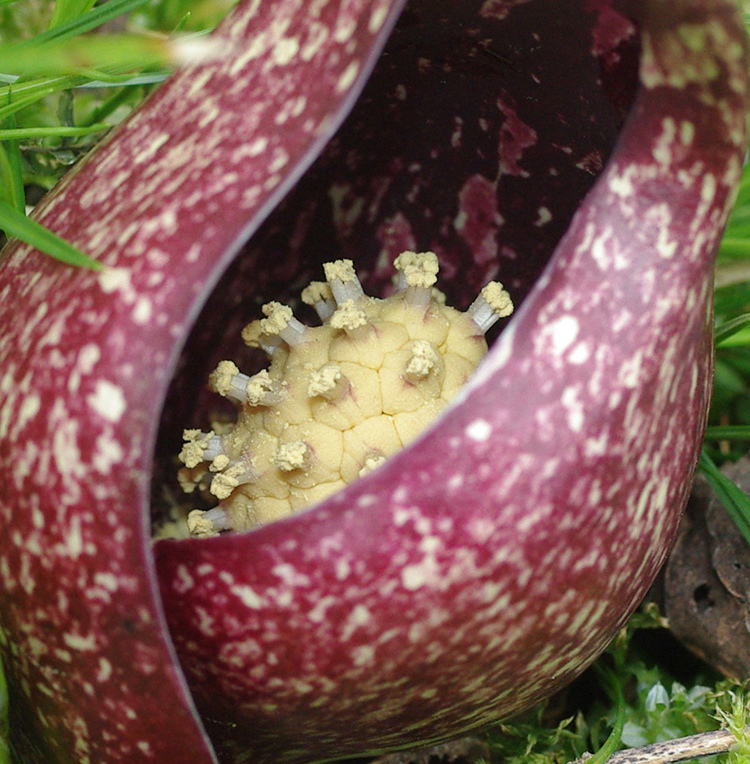 flower spadix skunk cabbage spring.png